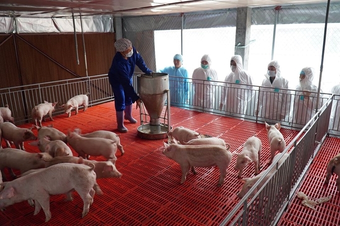 Trang Trại Chăn Nuôi Bị Ảnh Hưởng Bởi Dịch Bệnh, Nhân Viên Mặc Đồ Bảo Hộ Tiến Hành Khử Trùng Để Ngăn Chặn Lây Lan
